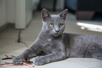 俄罗斯的蓝色猫躺在棕色木桌上
